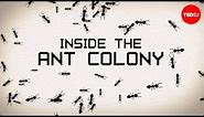 Inside the ant colony - Deborah M. Gordon