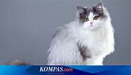 7 Fakta Menarik Kucing Persia, Ras Kuno dan Wajah Tak Selalu Datar