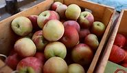 Farmers' Market Tips: Best Apple Varieties for Eating and Baking - video Dailymotion