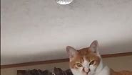 Orange Cat Gives Interloper Side Eye || ViralHog