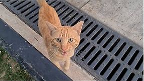 Cute orange cat meows loudly because it's very hungry.