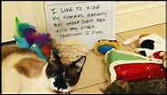 14 Funny Cat Shaming Moments Ep2