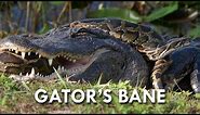 Pythons: The Deadliest Invasive Species