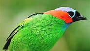 Beautiful colourful birds 🐦 #birdwatching #viralreels #viralreelsfb #tropicalbirds #naturephotography #birdsofinstagram | Trey Krem