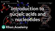 Introduction to nucleic acids and nucleotides | High school biology | Khan Academy