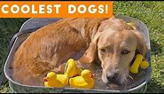 Dog Days of Summer Coolest Dogs of 2018 | Funny Pet Videos