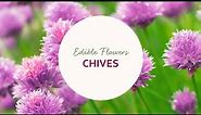 Edible Flowers: How to Use Chive Blossoms