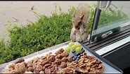 Squirrels' reactions to charcuterie board