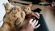 Working from home with a cat companion could boost your mental health