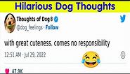 50 The Most Hilarious And Wholesome Dog Thoughts - cute dog