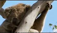 Cute and Cuddly! Koala Bears Eat and Then Sleep All Day Long! | BBC Studios