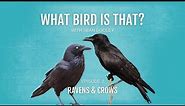 What bird is that? Ravens & Crows