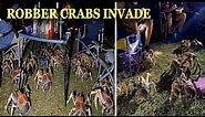 52 Coconut Crabs Invade Campsite Looking For Food After Smelling BBQ in Christmas Island