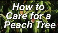 How to Care for Peach Trees in the Home Landscape & Grow Bushels of Peach Fruit