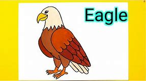 How To Draw a Bald Eagle - White Headed | Eagle Drawing Easy | All Real Draw