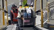 How to load dogs onto the plane