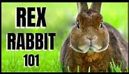 Rex Rabbit 101: All You Need To Know