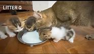 Mikmik time for Mama Lala & babies🥛😋🤤. #catsinthebox #bshmunchkins #cutekittens #shortlegs #LittleFeet | Cats in the Box