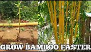 How To Grow Bamboo Faster