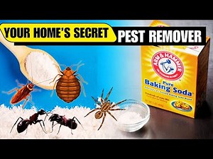 Magic of Baking Soda to Get Rid of Roaches, Ants, Spiders, Mice, and Bedbugs Fast!