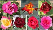 20 AMAZING Varieties of ROSE Plants - My Collection!
