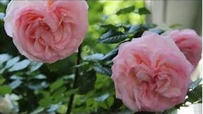 David Austin English Roses Handbook 2019 | Pleasant sights and good reports! | Catherine's Garden