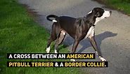 Border Collie Mix: Your Complete Guide To 8 Popular Collie Mix Dogs!
