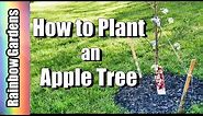 How to Plant an Apple Tree - Plant Two, NOT One, and Stake Them