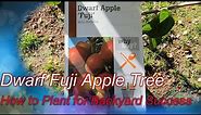 Planting a Dwarf Apple Tree in The Ground - Grow Sweet and Delicious Fuji Apples In Your Backyard