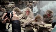 Snow monkeys soak in hot springs of Japan