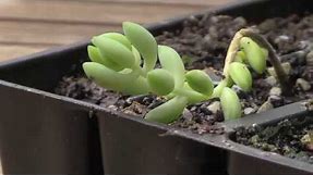 How to Propagate Donkey's Tail (Burros Tail) Succulents | Sedum Morganianum