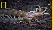 Eating Myself: Giant Centipede | National Geographic