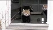 Red Panda gets scared by zookeeper
