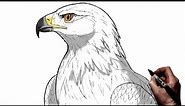 How To Draw A Golden Eagle | Step By Step