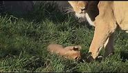 Lion Cubs Outside