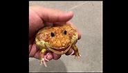 Super angry pacman frog barks and screams