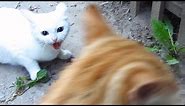 White cat very angry