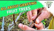 How (&Why) To GRAFT FRUIT TREES | Figs, Apples, Citrus, Stone Fruit+