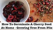 How To Germinate A Cherry Seed At Home - Growing Tree From Pits