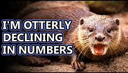 Otter facts: how many species do you know? | Animal Fact Files