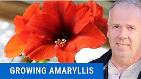 How to grow Amaryllis bulbs