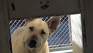 SNOOPY has the cutest face... - Saving Carson Shelter Dogs