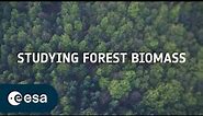 Studying forest biomass from space