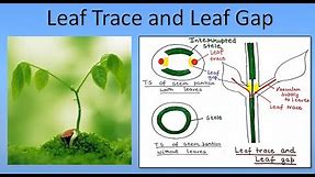 Leaf Trace and Leaf Gap | For B.Sc. and M.Sc. | ALL ABOUT BIOLOGY | BY JYOTI VERMA