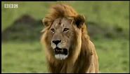 Cheetah vs lion - Big Cat Diary - BBC