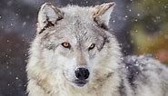 62 Interesting Facts about Wolves| FactRetriever.com