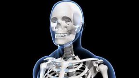 Human skeleton system overview (Senior)– 3D model and animation – in English