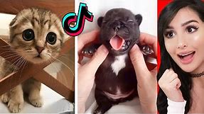 Cute Animals on Tik Tok That Will Make You Laugh