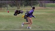 How to handle aggressive Canadian geese