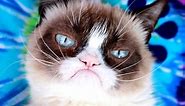 Grumpy Cat, the internet's favorite grouch, dies at age 7